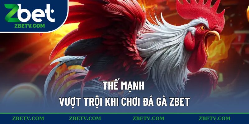Thế mạnh vượt trội khi chơi đá gà ZBET
