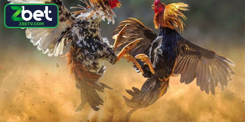 Ghi nhớ nguyên tắc vàng khi rèn luyện chiến kê