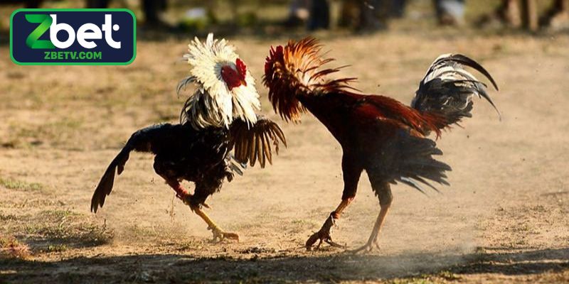 Quy trình thực hiện cách huấn luyện gà đá cơ bản