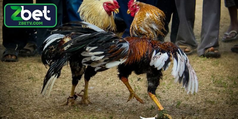 Thực hiện vận động tăng cường sức mạnh thể chất